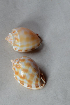 Musling Cassis