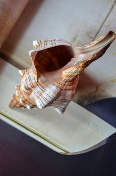 Musling Fasciolaria