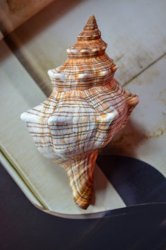 Musling Fasciolaria