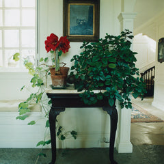Scenery - Number Five - Cover 3