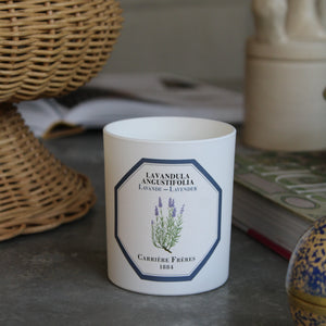 Duft Lys - Lavandula Angustifola - Carriére Fréres